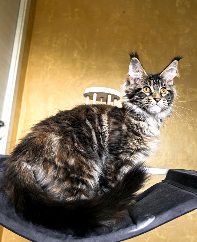 Our Sara Akbars - Kitten maine-coon 3 months 3 weeks