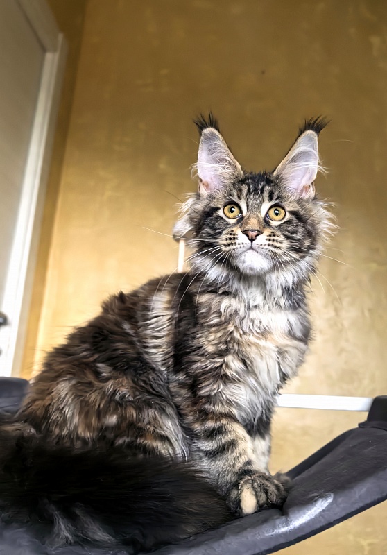 Our Sara Akbars - Kitten maine-coon 3 months 3 weeks