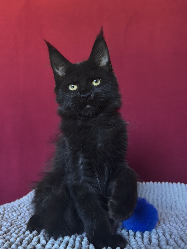 Pik*Nic Akbars - Kitten maine-coon 3 months 0.5 weeks