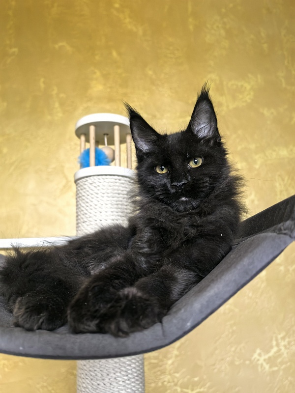 Pik*Nic Akbars - Kitten maine-coon 3 months 3 weeks