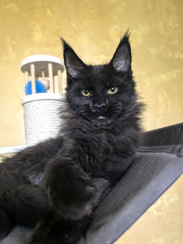 Pik*Nic Akbars - Kitten maine-coon 3 months 3 weeks