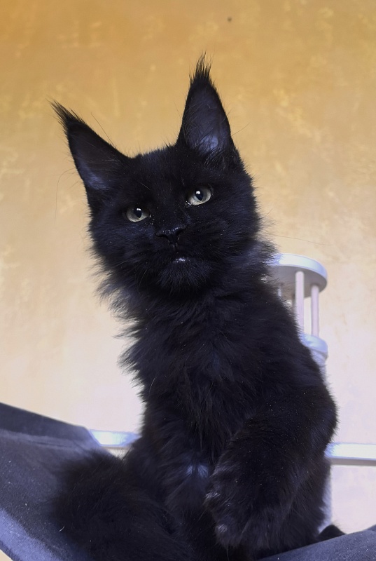 Pik*Nic Akbars - Kitten maine-coon 3 months 3 weeks