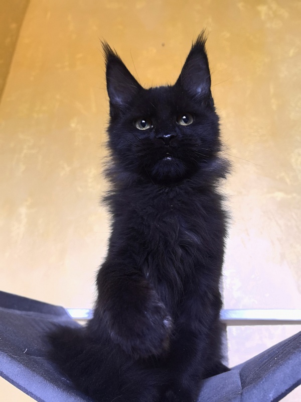 Pik*Nic Akbars - Kitten maine-coon 3 months 3 weeks