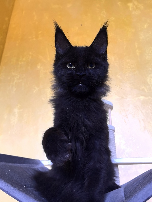 Pik*Nic Akbars - Kitten maine-coon 3 months 3 weeks