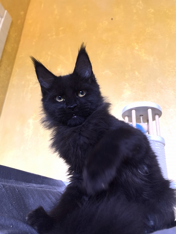 Pik*Nic Akbars - Kitten maine-coon 3 months 3 weeks