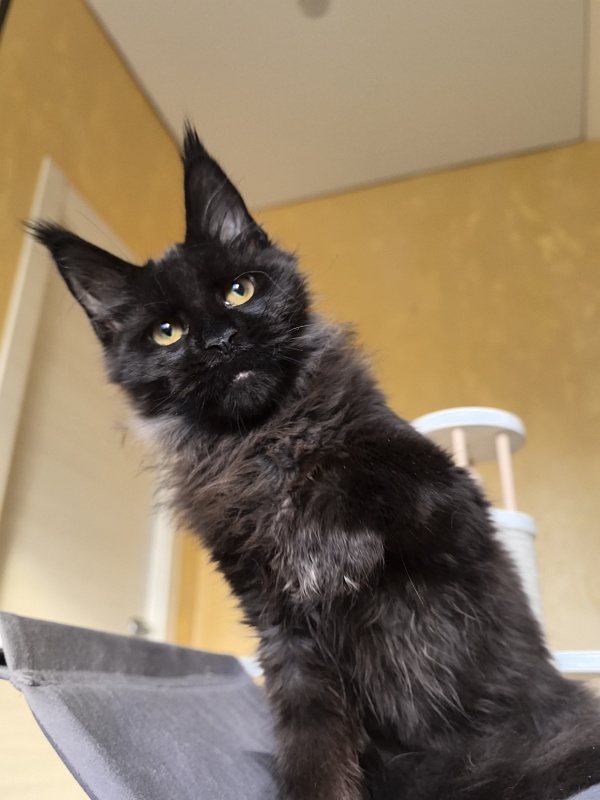 Pik*Nic Akbars - Kitten maine-coon 4 months 1 week