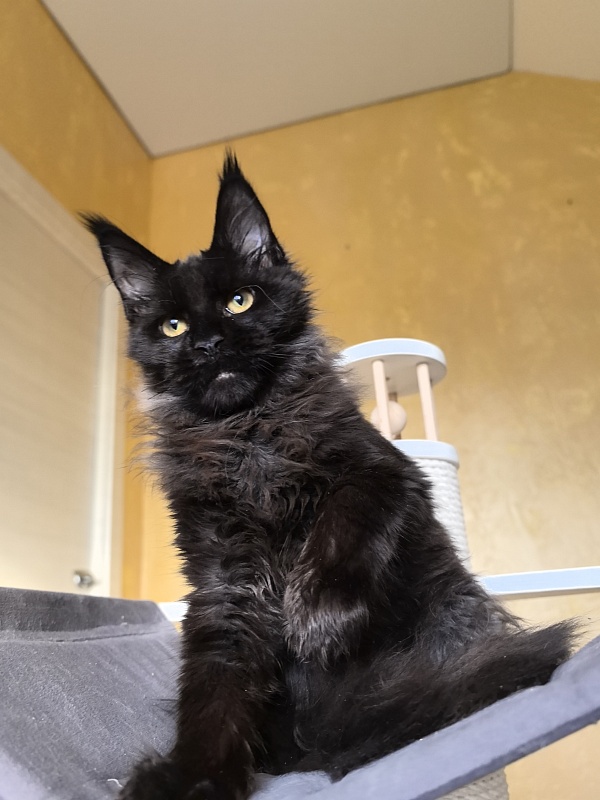 Pik*Nic Akbars - Kitten maine-coon 4 months 1 week