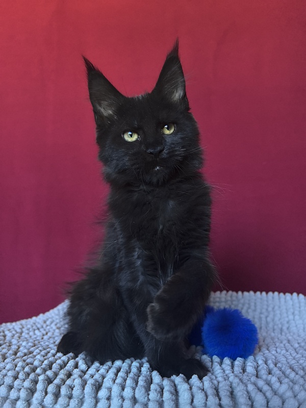 Pik*Nic Akbars - Kitten maine-coon 3 months 0.5 weeks