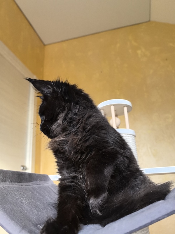 Pik*Nic Akbars - Kitten maine-coon 4 months 1 week