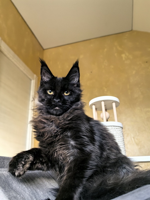 Pik*Nic Akbars - Kitten maine-coon 4 months 1 week