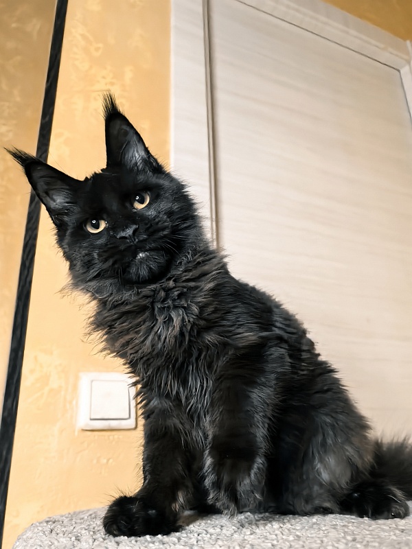 Pik*Nic Akbars - Kitten maine-coon 4 months 3 weeks