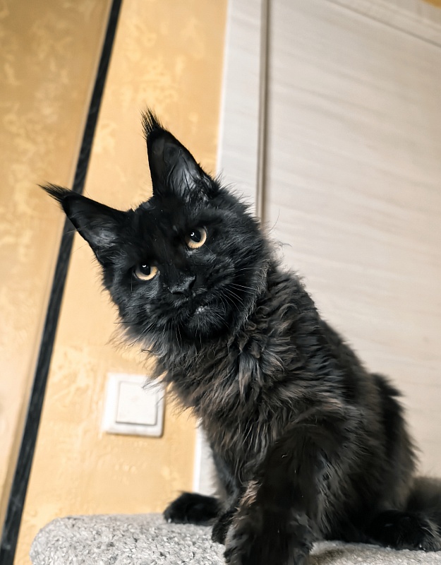 Pik*Nic Akbars - Kitten maine-coon 4 months 3 weeks