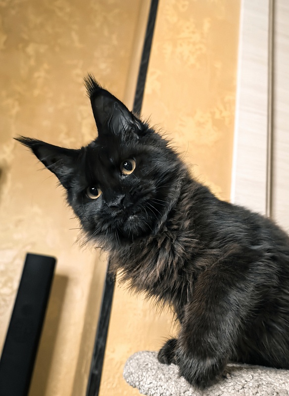 Pik*Nic Akbars - Kitten maine-coon 4 months 3 weeks