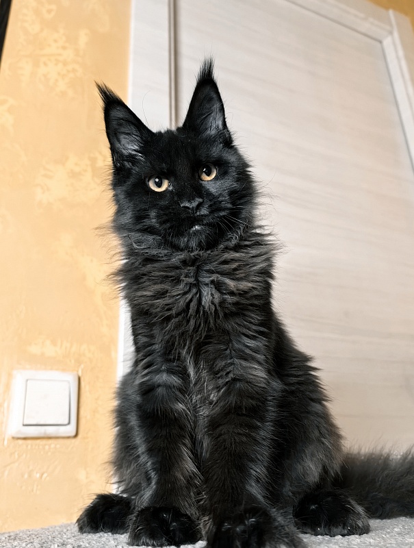 Pik*Nic Akbars - Kitten maine-coon 4 months 3 weeks