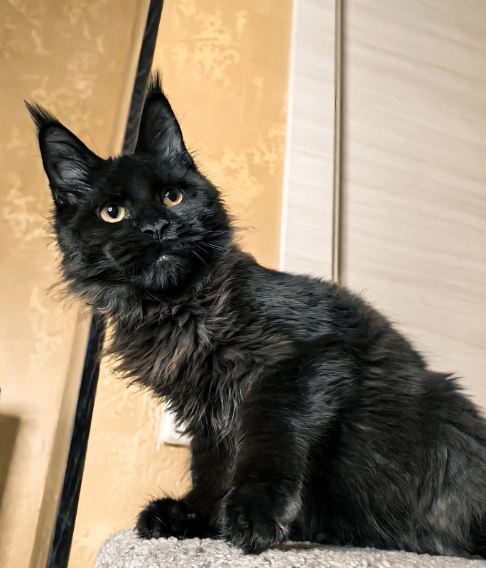 Pik*Nic Akbars - Kitten maine-coon 4 months 3 weeks