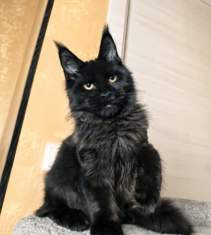 Pik*Nic Akbars - Kitten maine-coon 4 months 3 weeks