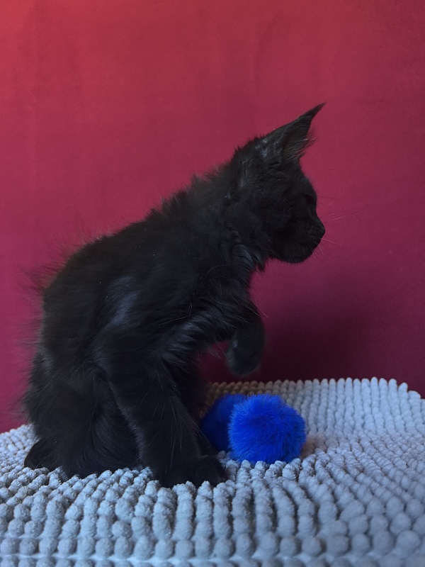 Pik*Nic Akbars - Kitten maine-coon 3 months 0.5 weeks