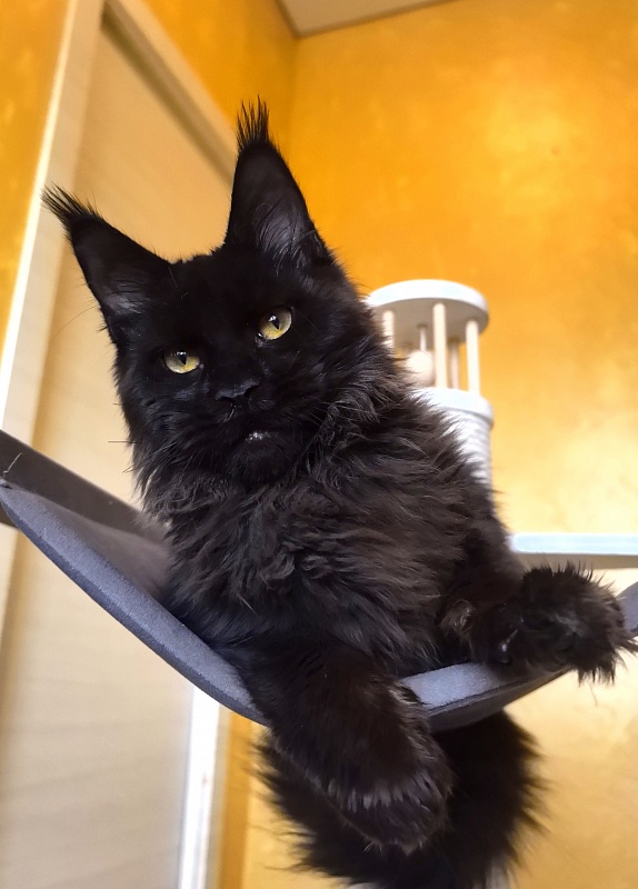 Pik*Nic Akbars - Kitten maine-coon 5 months 0.5 weeks