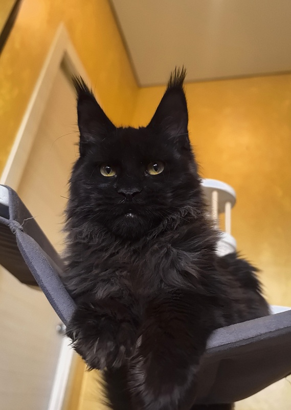 Pik*Nic Akbars - Kitten maine-coon 5 months 0.5 weeks