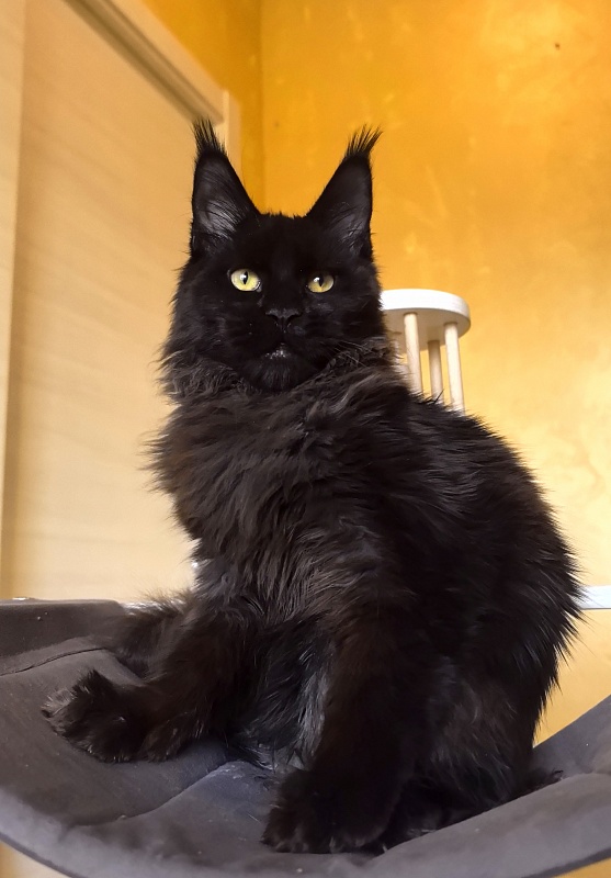 Pik*Nic Akbars - Kitten maine-coon 5 months 0.5 weeks