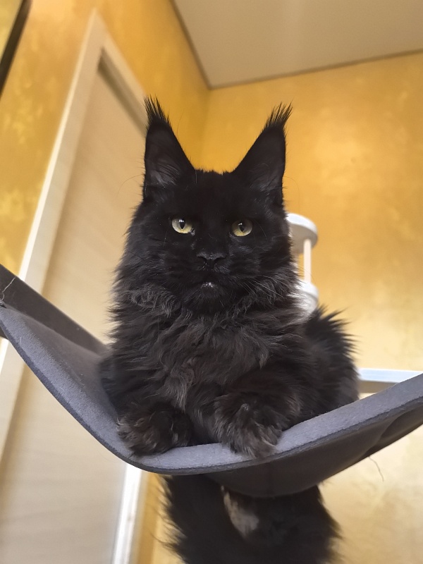 Pik*Nic Akbars - Kitten maine-coon 5 months 0.5 weeks