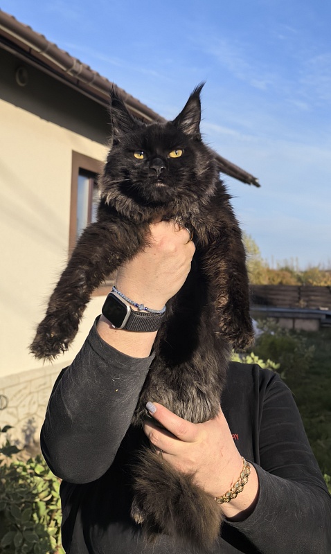 Pik*Nic Akbars - Kitten maine-coon 5 months 1 week