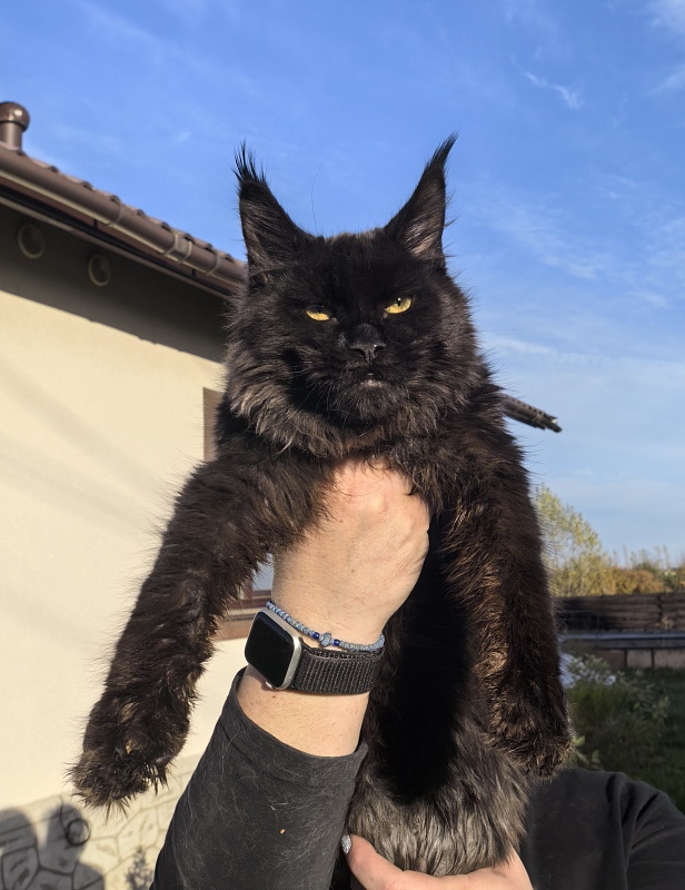 Pik*Nic Akbars - Kitten maine-coon 5 months 1 week