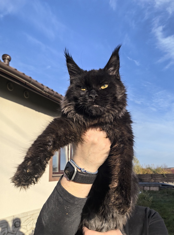 Pik*Nic Akbars - Kitten maine-coon 5 months 1 week