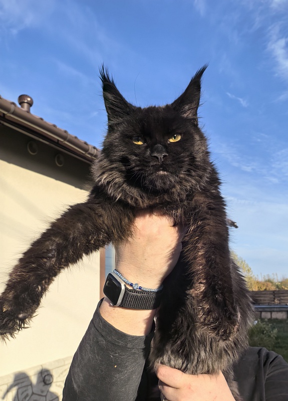 Pik*Nic Akbars - Kitten maine-coon 5 months 1 week