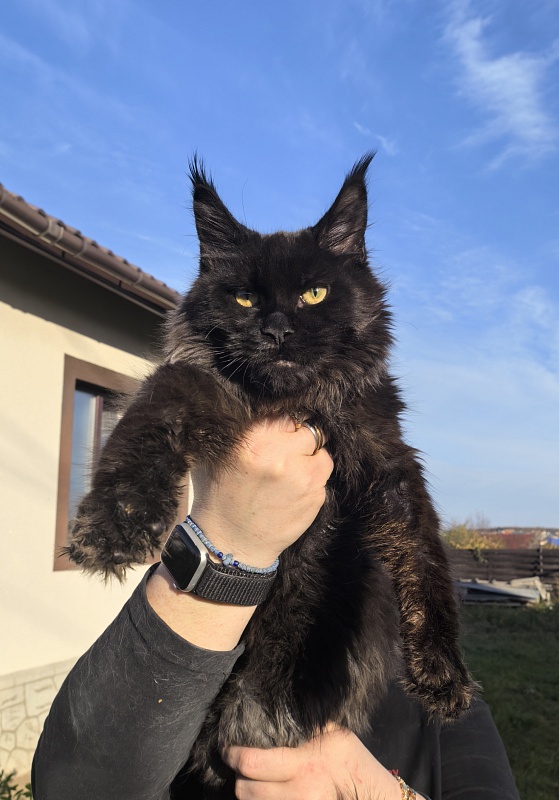 Pik*Nic Akbars - Kitten maine-coon 5 months 1 week