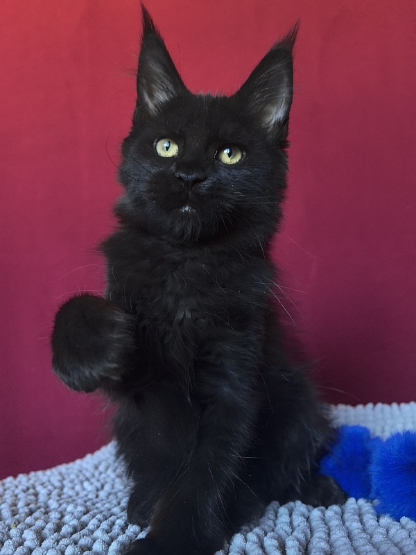 Pik*Nic Akbars - Kitten maine-coon 3 months 0.5 weeks