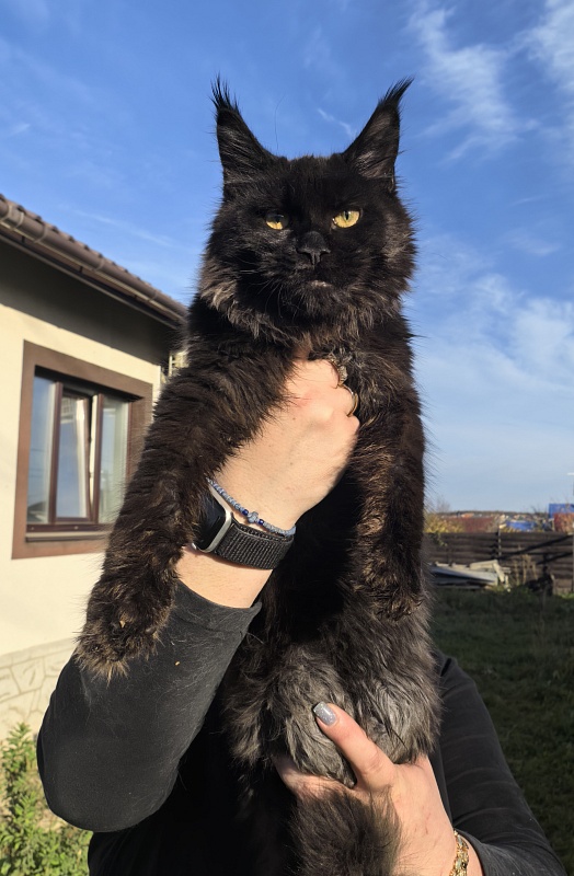 Pik*Nic Akbars - Kitten maine-coon 5 months 1 week