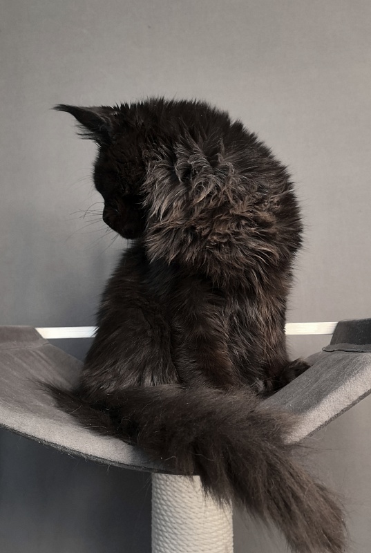 Pik*Nic Akbars - Kitten maine-coon 5 months 2 weeks