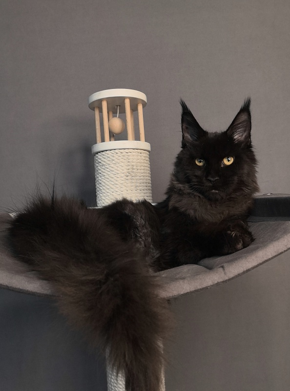 Pik*Nic Akbars - Kitten maine-coon 5 months 2 weeks