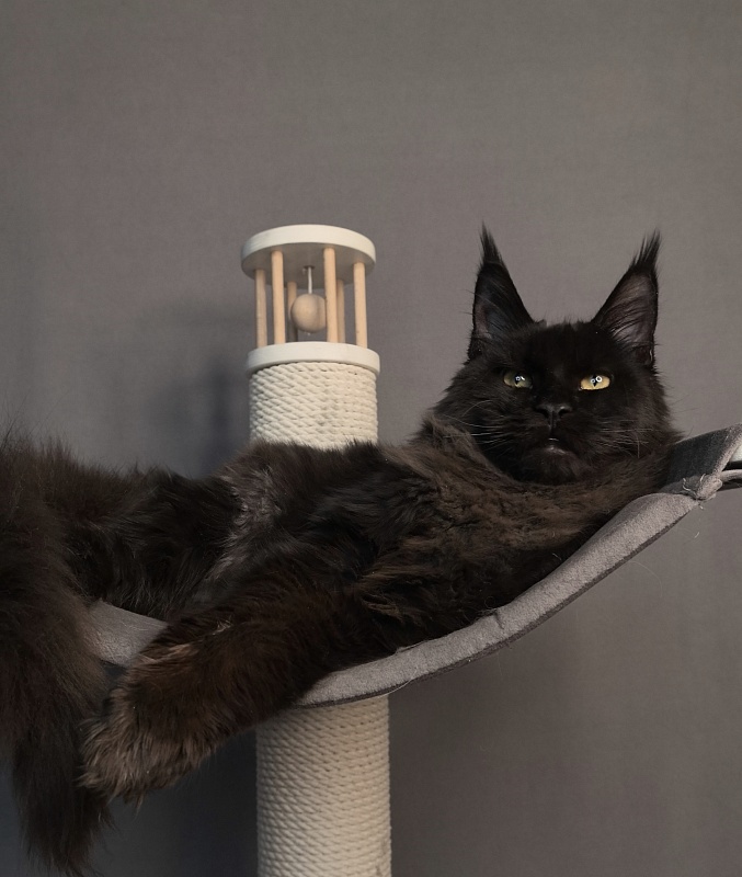 Pik*Nic Akbars - Kitten maine-coon 5 months 2 weeks