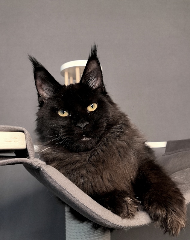 Pik*Nic Akbars - Kitten maine-coon 5 months 2 weeks