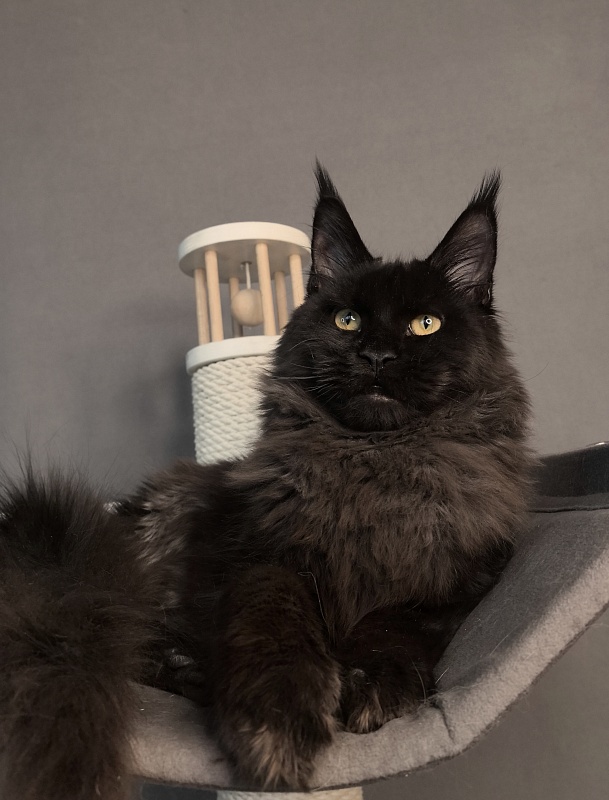 Pik*Nic Akbars - Kitten maine-coon 5 months 2 weeks