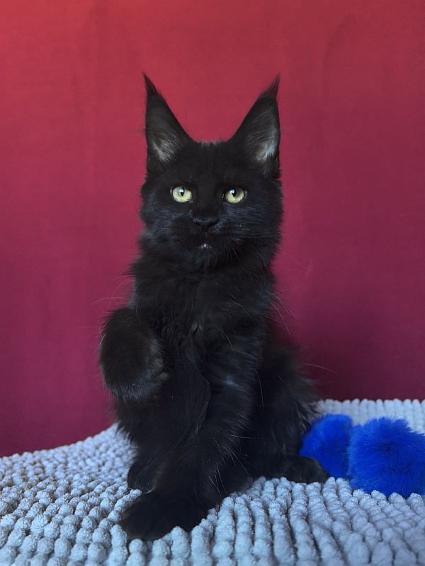 Pik*Nic Akbars - Kitten maine-coon 3 months 0.5 weeks