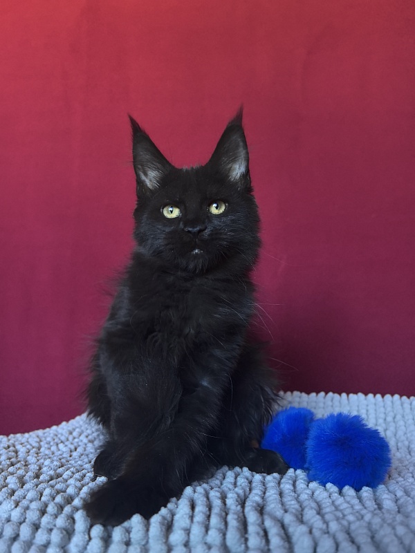 Pik*Nic Akbars - Kitten maine-coon 3 months 0.5 weeks