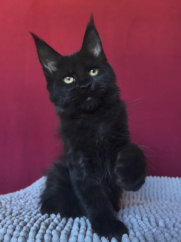 Pik*Nic Akbars - Kitten maine-coon 3 months 0.5 weeks