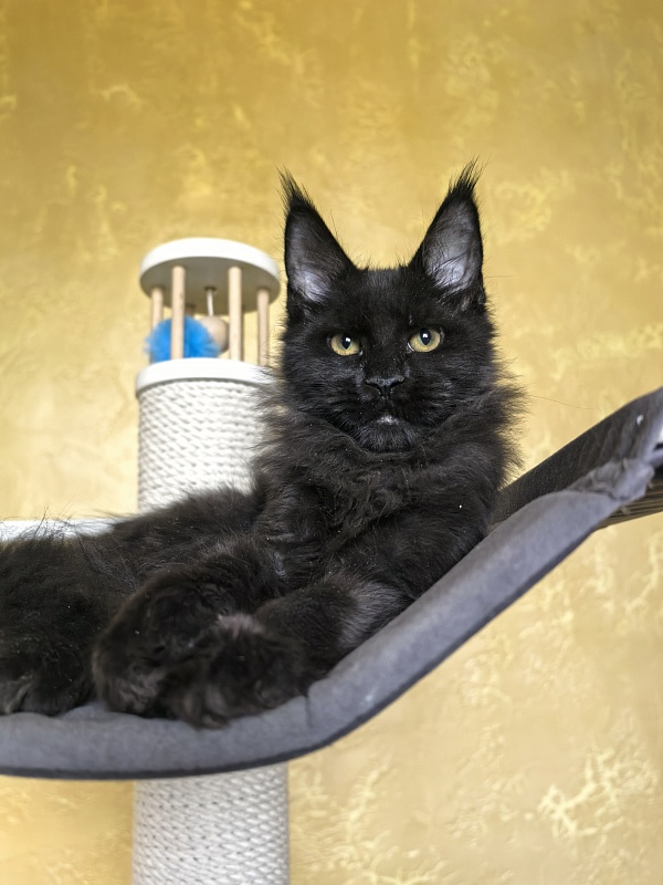 Pik*Nic Akbars - Kitten maine-coon 3 months 3 weeks