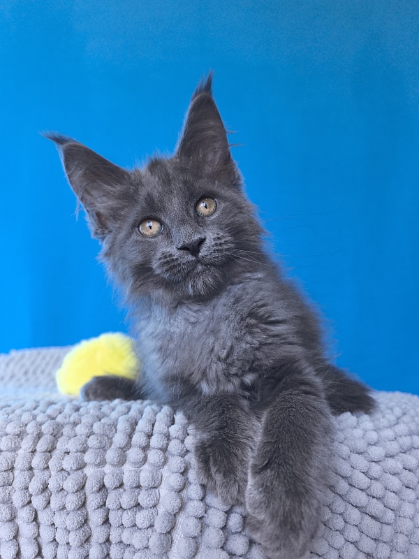 Pluto Akbars - Kitten maine-coon 2 months 3 weeks