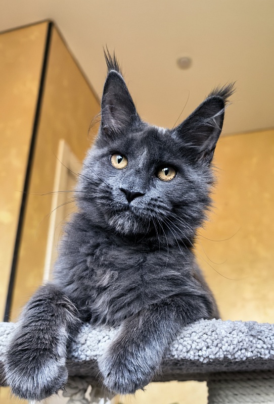 Pluto Akbars - Kitten maine-coon 4 months 3.5 weeks