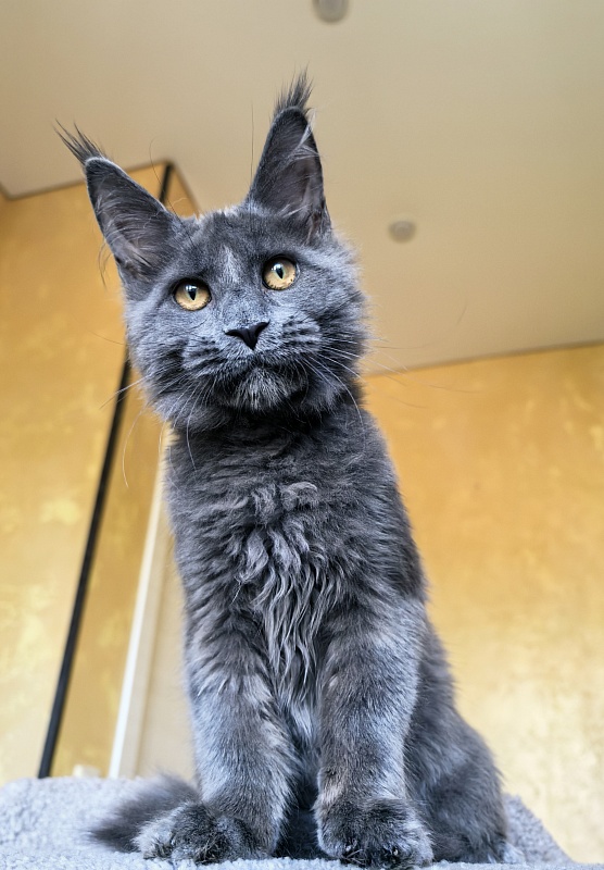 Pluto Akbars - Kitten maine-coon 4 months 3.5 weeks