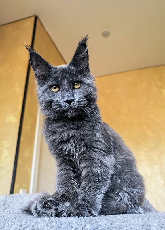 Pluto Akbars - Kitten maine-coon 4 months 3.5 weeks