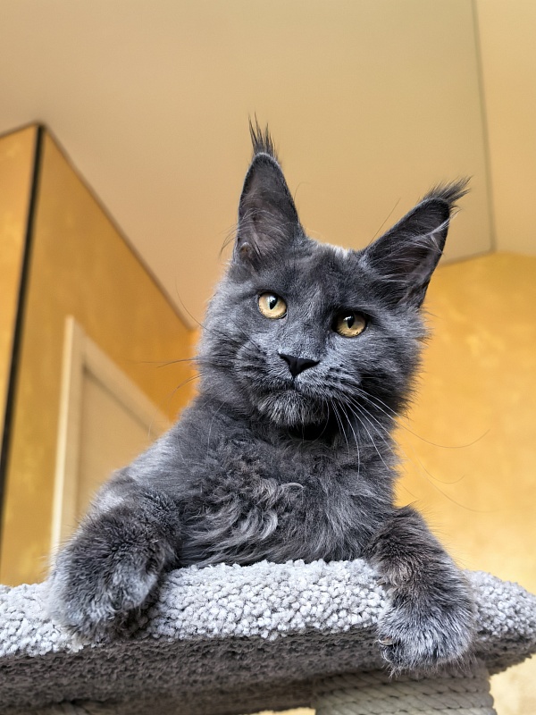 Pluto Akbars - Kitten maine-coon 4 months 3.5 weeks