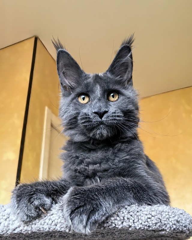 Pluto Akbars - Kitten maine-coon 4 months 3.5 weeks