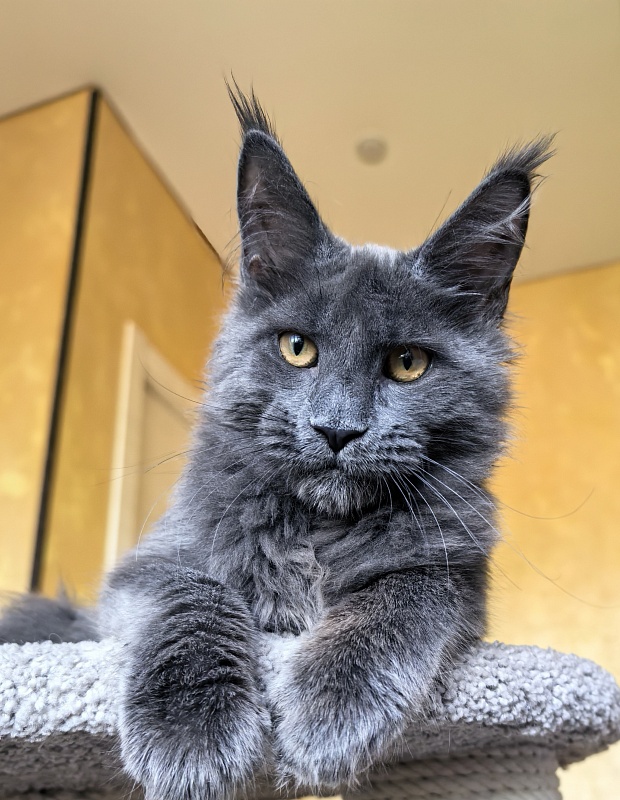 Pluto Akbars - Kitten maine-coon 4 months 3.5 weeks