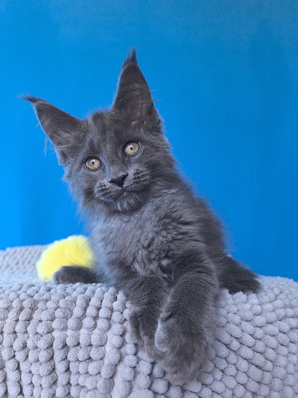 Pluto Akbars - Kitten maine-coon 2 months 3 weeks