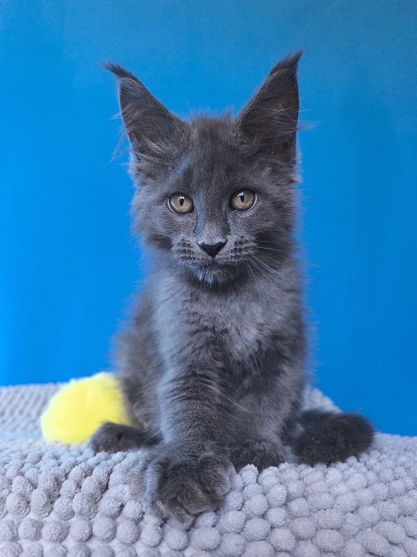 Pluto Akbars - Kitten maine-coon 2 months 3 weeks